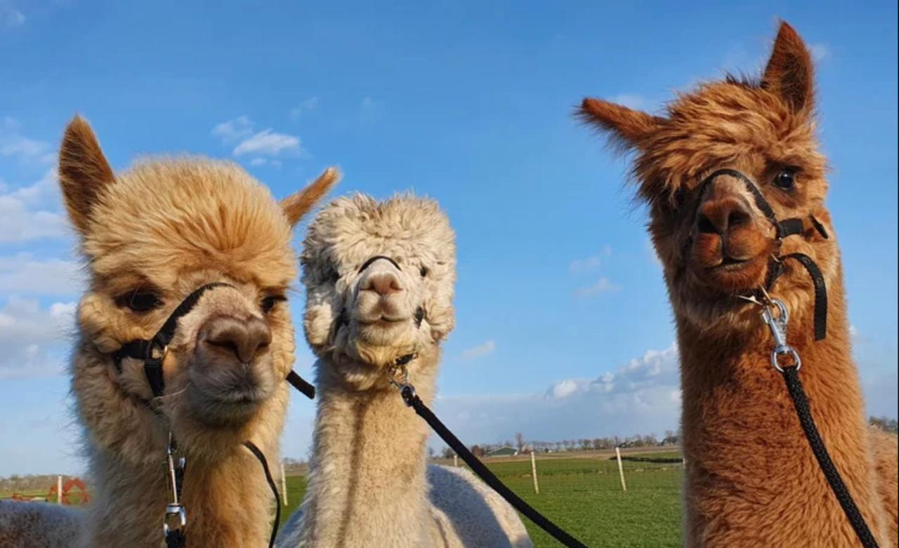 Vakantieboerderij Huize Nuis Noordbeemster Eksteriør bilde